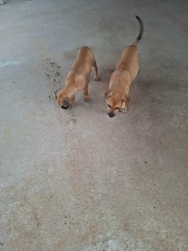 Cachorrinhas para doção