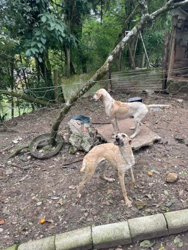 Cachorro americano
