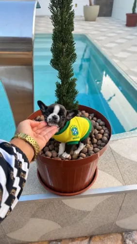 Chihuahua brincalhão 