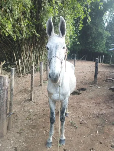 Burro de confiança de carroça e sela queimando 9 anos manso 