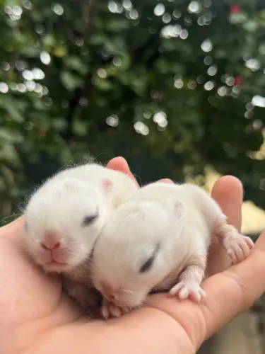Coelho anao netherland hotot