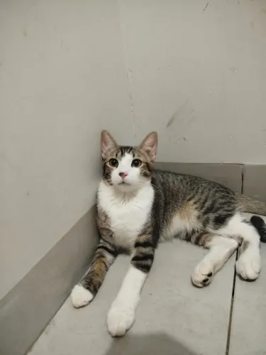 Gato super dócil para doação