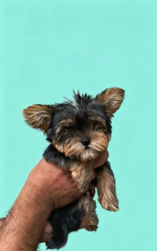 Yorkshire mini