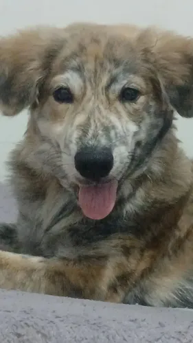 Cachorro 9 meses mancho