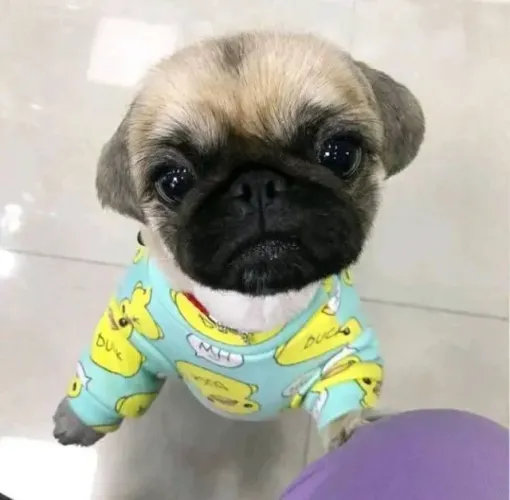 Baby pug abricot linhagem selecionada e muito dócil