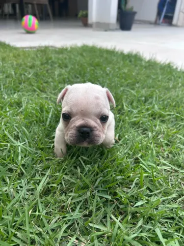 Filhote de buldogue francês