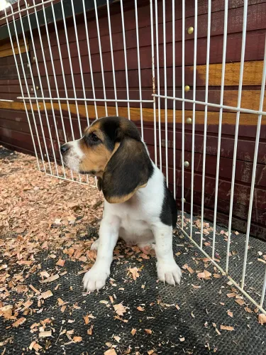 Filhotes de Beagle Machos e Fêmeas | Canil 2S