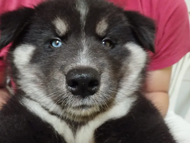Vendo ou troco uma husky fêmea 