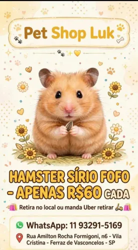 Hamster sírio 