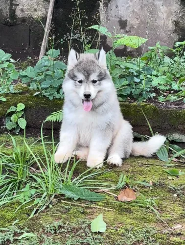 Husky Siberiano Fêmea Woolly