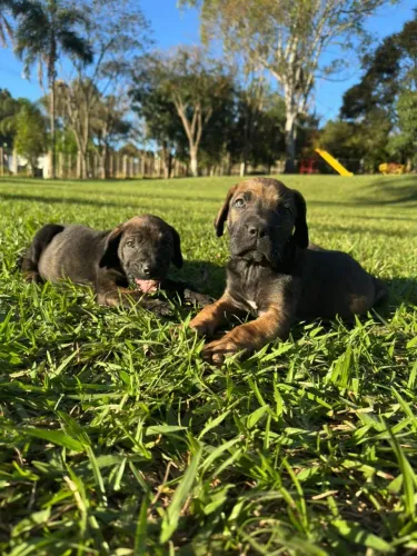Filhotes de Fila brasileiro machos