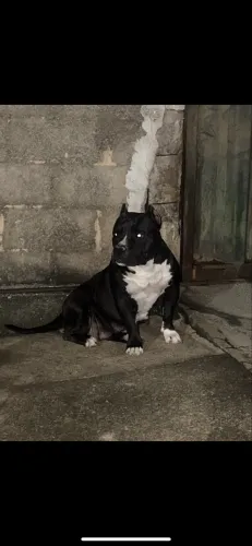 American Bully