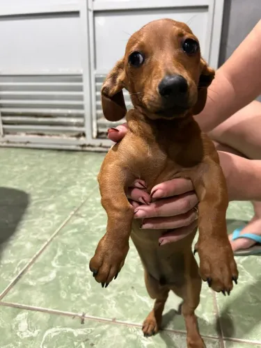 Filhote de Basset