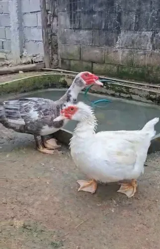 Patos 