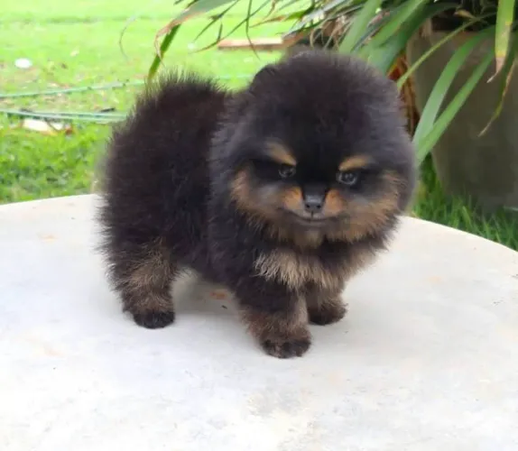 Lulu da pomerania macho parcelamos até 18 vezes sem juros