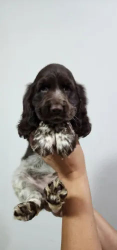 Dóceis e Companheiros, Cocker com Pedigree!!