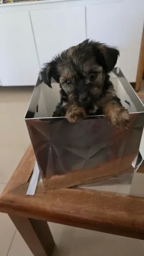 Vendo cachorro shitus teus dois meses
