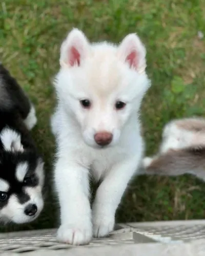 Filhotes de Husky Siberiano | Pequenos peludos que encantam de perto!