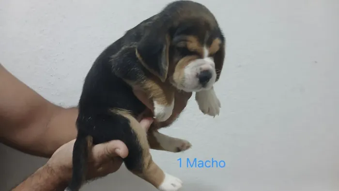 Linda filhotes Beagles! Todos saudáveis e com muita energia pra brincar.