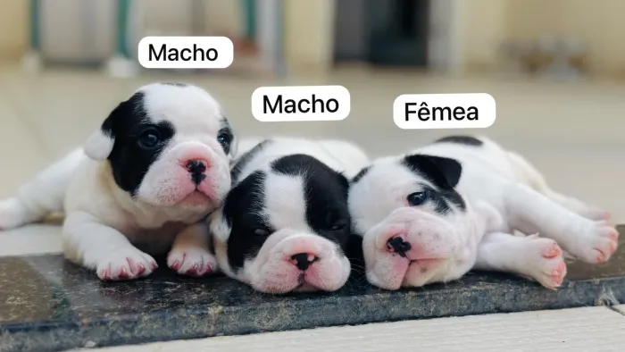 Vendo filhotes de buldogue francês