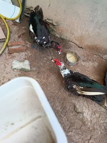 Vendo Pato vivo