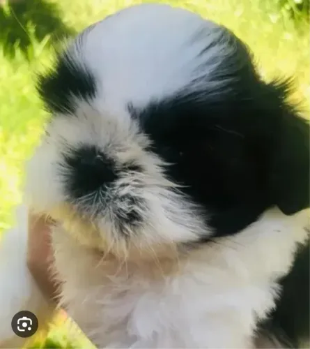 Lindo Shitzu!!