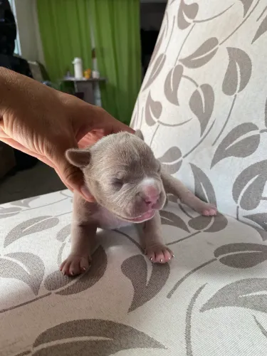Filhotes de pitbull
