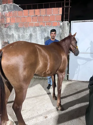 Égua mestiça quarto de milha sem doc