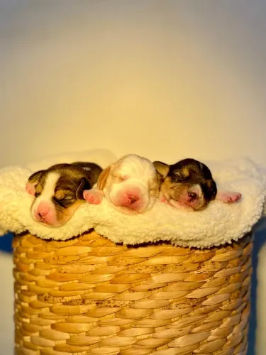 Beagle