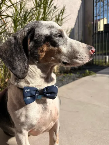 Cachorro resgatado para adoção responsável
