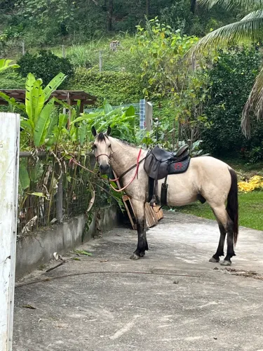 Cavalo marcha picada