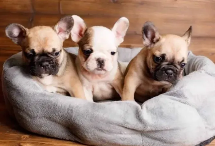 Bulldog Francês Filhotes De Padrão Inigualável. 