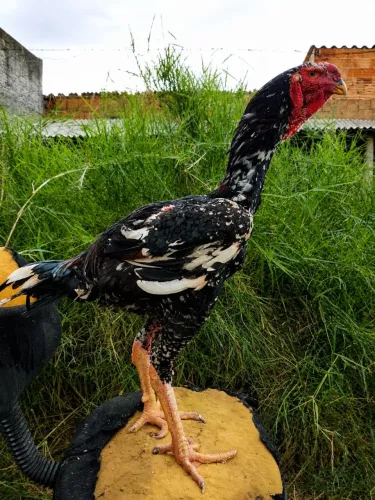 Índio gigante