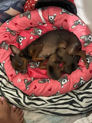 Filhotes de pinscher zero