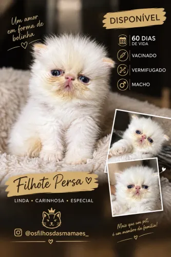 Gato persa