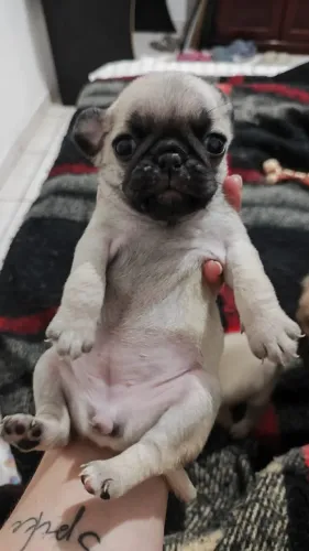 Descubra um pug cheio de personalidade