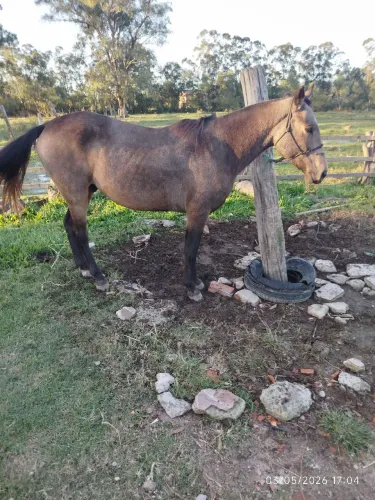Cavalo domado manso de montaria whats *