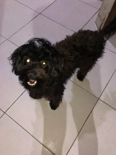 Doação responsável de um cachorro pudow
