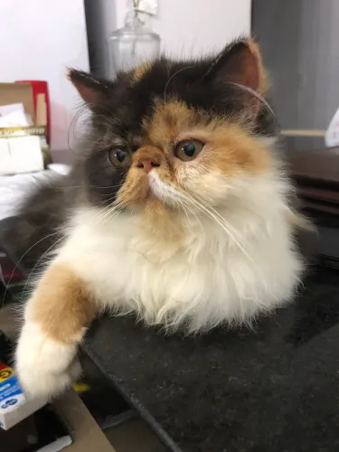 Filhote de gato persa