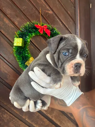 American Bully - micro