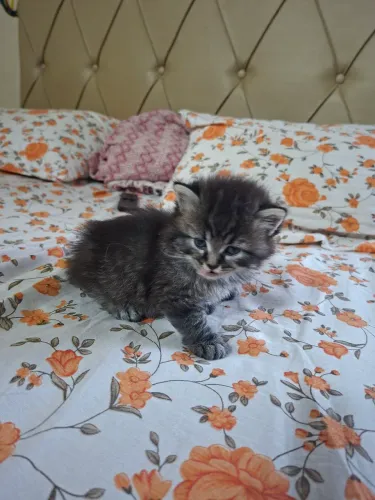 Gato Ragdoll