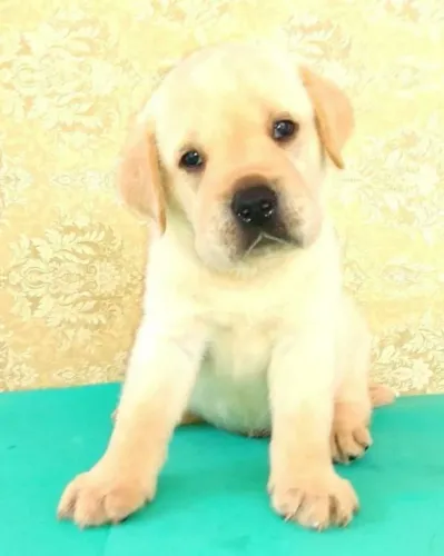 Labrador fiel, ativo e carinhoso