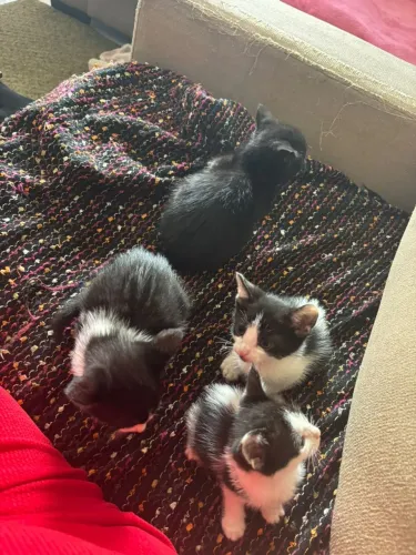 Doação de gatinhas