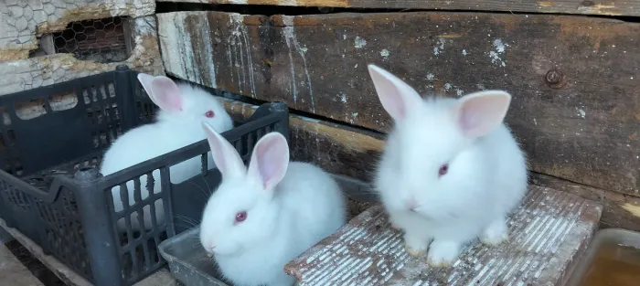 Coelhos