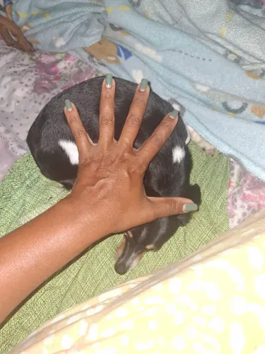 Pinscher 0 fêmea