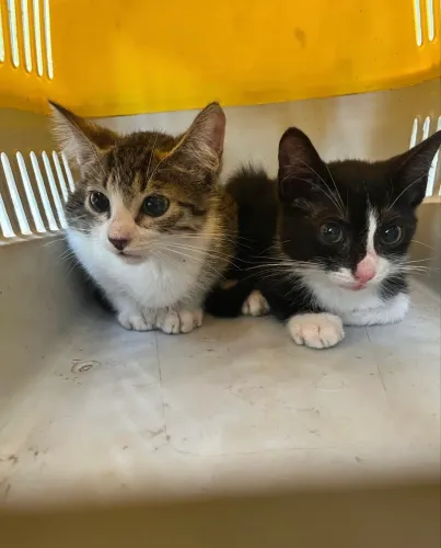 Gatinhos machos para adoção 