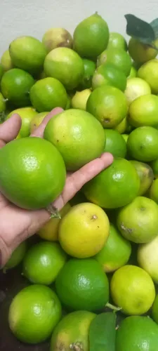 Lote 30 Limões Thaity orgânicos