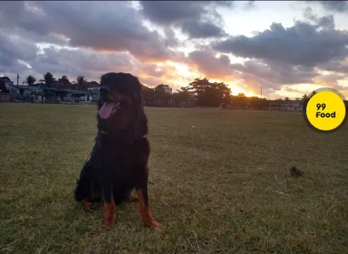 Doação de rottweiler adulto