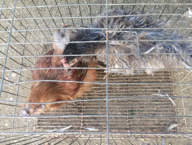 casal galo sedoso e galinha arrepiada 