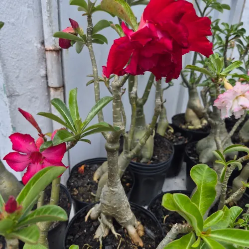 Vendo lote de 600 rosas do deserto 20,00 cada